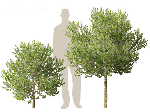 Ilex Aquifolium Argentea Marginata - Margined holly 3D Model