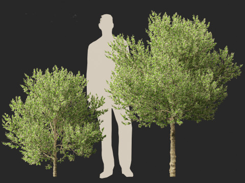 Ilex Aquifolium Argentea Marginata - Margined holly 3D Model