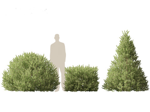 Ilex Aquifolium Argentea Marginata - Margined holly 3D Model