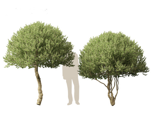 Ilex Aquifolium Argentea Marginata - Margined holly 3D Model