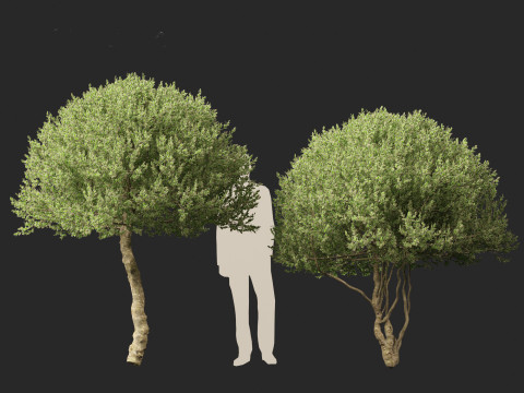Ilex Aquifolium Argentea Marginata - Margined holly 3D Model