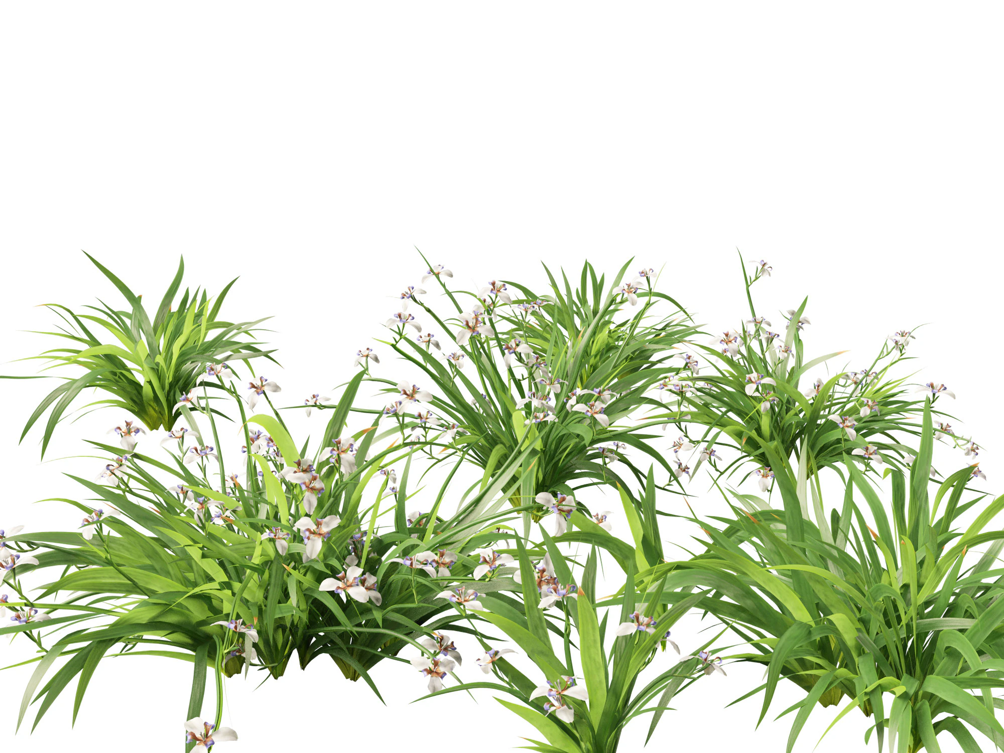 Neomarica gracilis - Walking Iris 3D Model .c4d .max .obj .3ds .fbx .stl .blend 