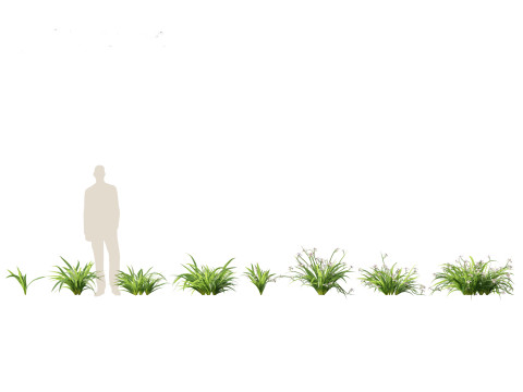 Neomarica gracilis - Walking Iris 3D Model