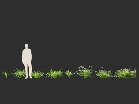 Neomarica gracilis - Walking Iris 3D Model