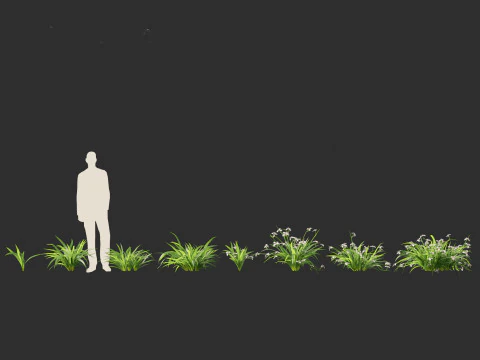 Neomarica gracilis - Walking Iris 3D Model