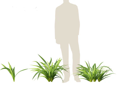 Neomarica gracilis - Walking Iris 3D Model
