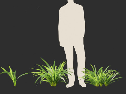 Neomarica gracilis - Walking Iris 3D Model