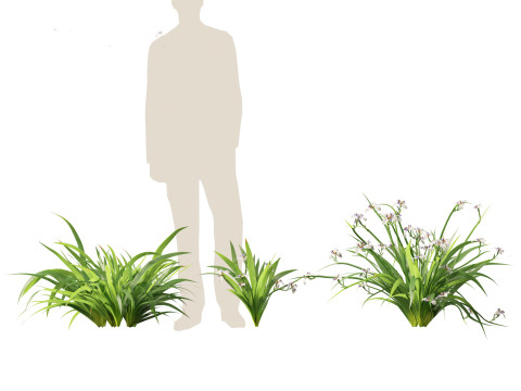 Neomarica gracilis - Walking Iris 3D Model
