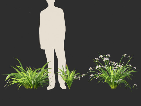 Neomarica gracilis - Walking Iris 3D Model