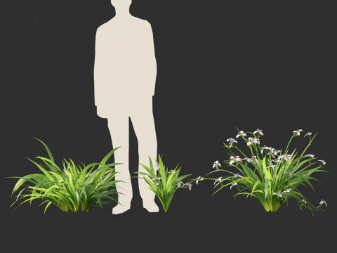 Neomarica gracilis - Walking Iris 3D Model