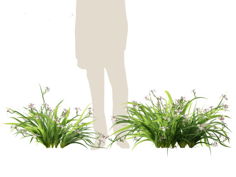 Neomarica gracilis - Walking Iris 3D Model