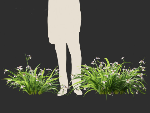 Neomarica gracilis - Walking Iris 3D Model