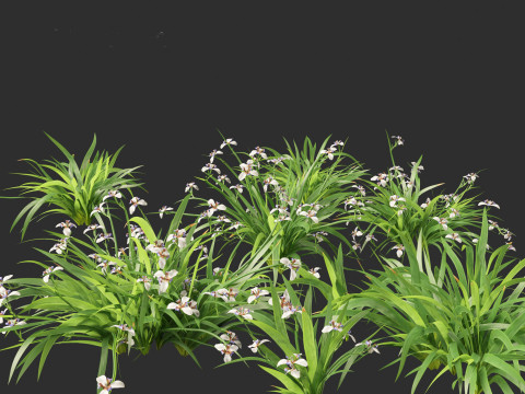 Neomarica gracilis - Walking Iris 3D Model