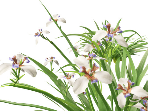 Neomarica gracilis - Walking Iris 3D Model