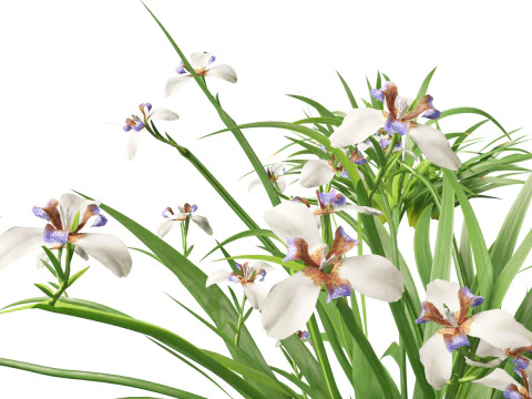 Neomarica gracilis - Walking Iris 3D Model