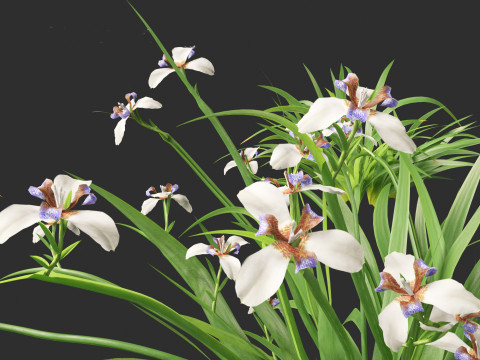 Neomarica gracilis - Walking Iris 3D Model