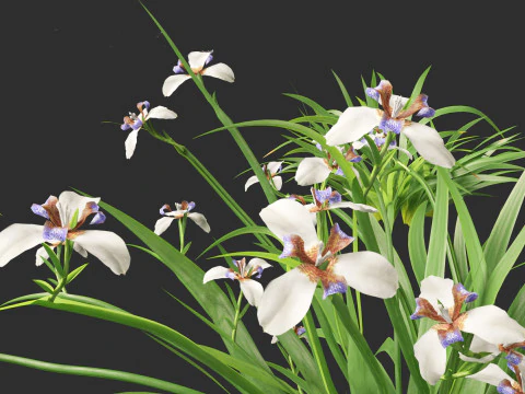 Neomarica gracilis - Walking Iris 3D Model