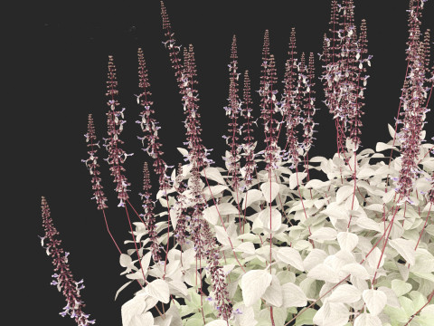 Plectranthus argentatus - Silver spurflower 3D Model