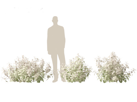Plectranthus argentatus - Silver spurflower 3D Model
