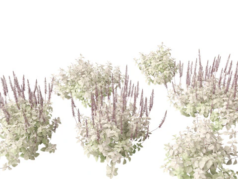 Plectranthus argentatus - 실버 스퍼플라워 3D 모델