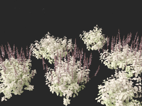 Plectranthus argentatus - Silver spurflower 3D Model