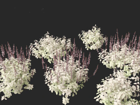 Plectranthus argentatus - Silver spurflower 3D Model