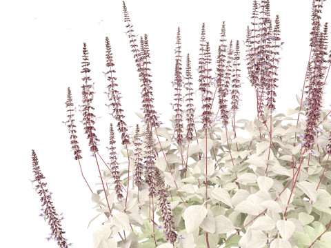 Plectranthus argentatus - Silver spurflower 3D Model
