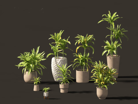 Dracaena fragrans - striped dracaena 02 3D Model