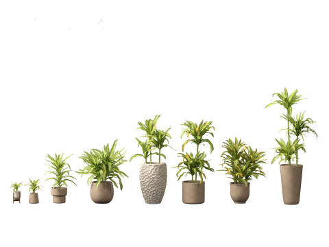 Dracaena fragrans - striped dracaena 02 3D Model
