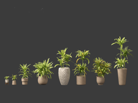 Dracaena fragrans - striped dracaena 02 3D Model