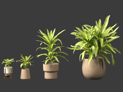 Dracaena fragrans - striped dracaena 02 3D Model