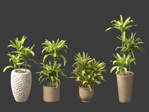 Dracaena fragrans - striped dracaena 02 3D Model