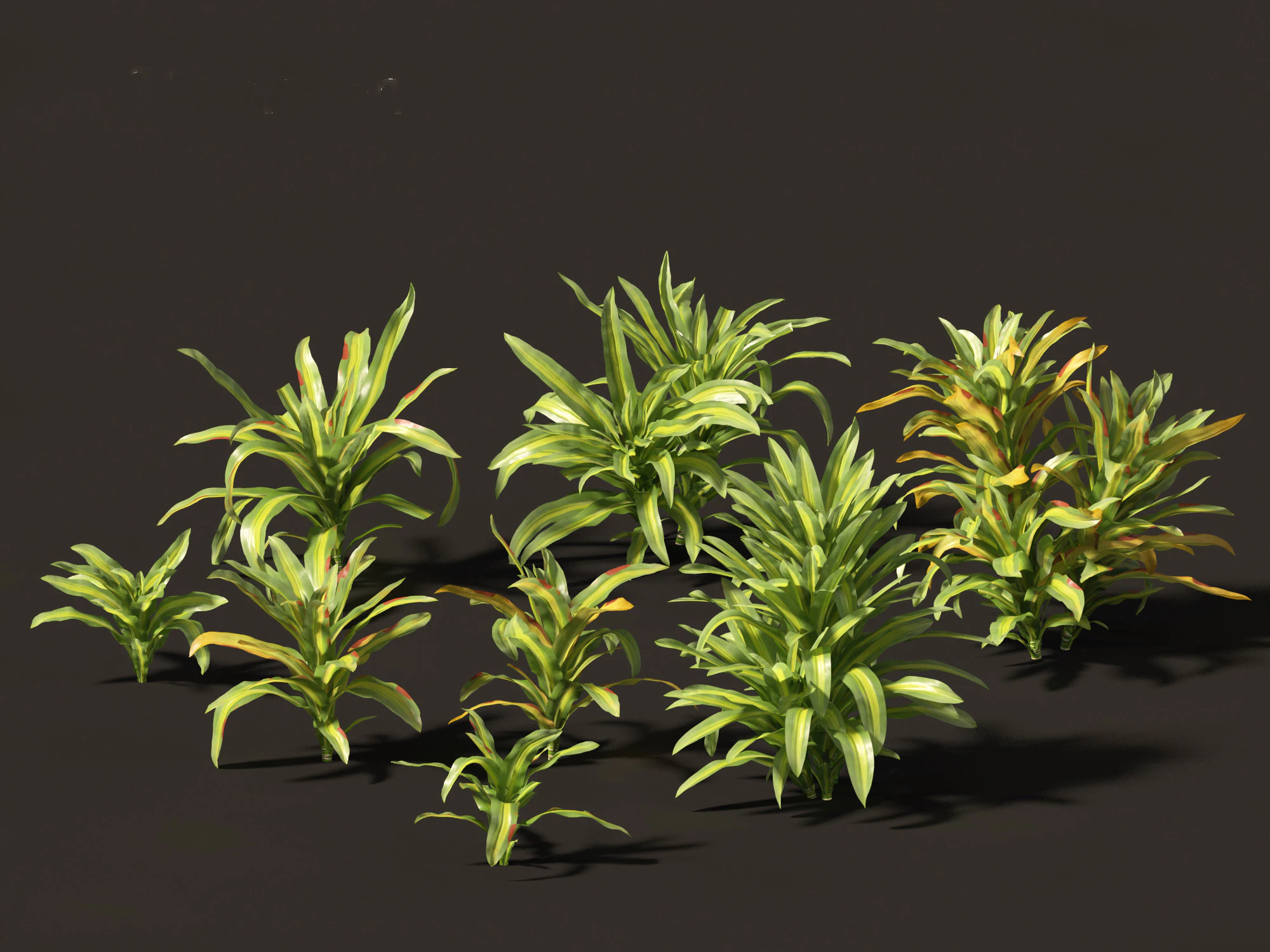 Dracaena fragrans - striped dracaena 01 3D Model .c4d .max .obj .3ds .fbx .stl .blend 