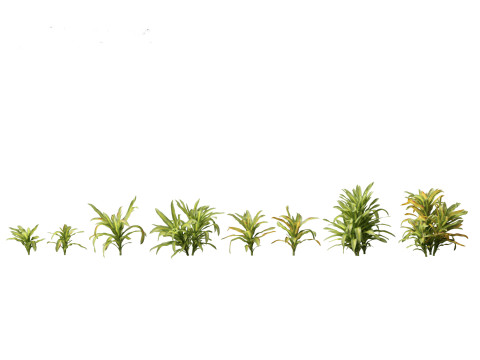Dracaena fragrans - striped dracaena 01 3D Model