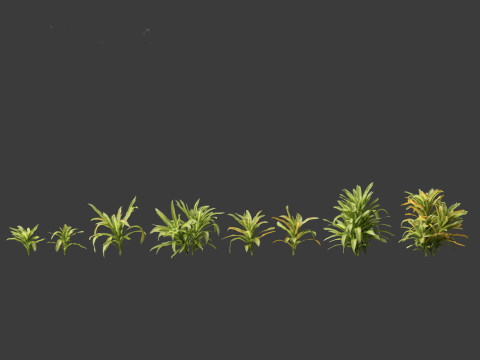 Dracaena fragrans - striped dracaena 01 3D Model
