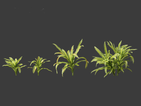 Dracaena fragrans - striped dracaena 01 3D Model