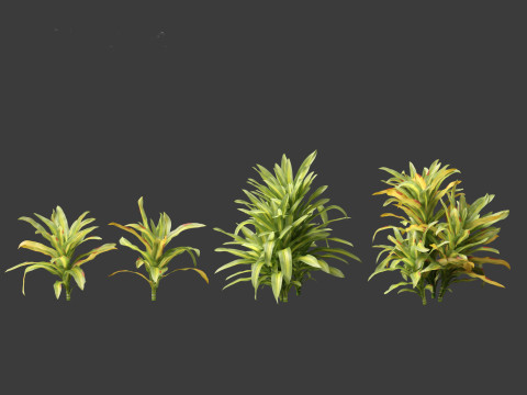 Dracaena fragrans - striped dracaena 01 3D Model