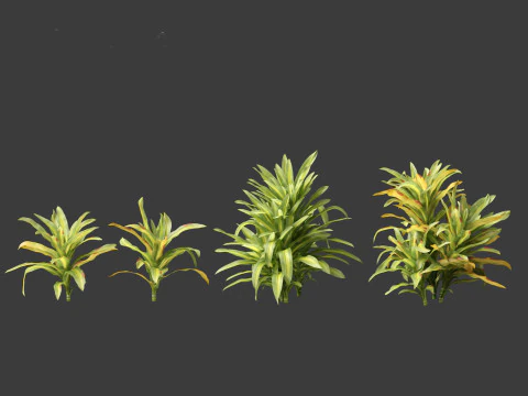 Dracaena fragrans - striped dracaena 01 3D Model