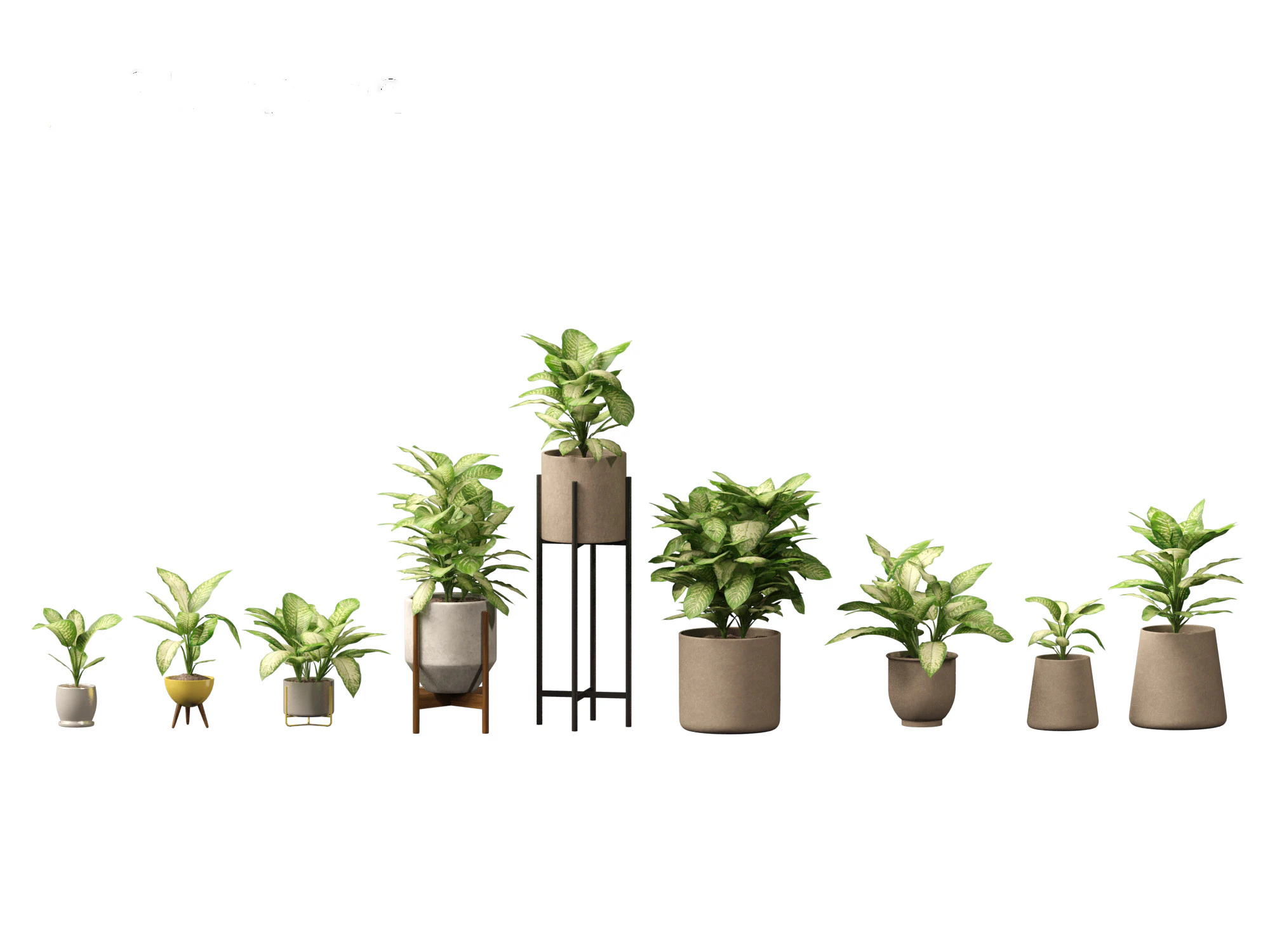 Dieffenbachia seguine - Dumb Cane 02 3D Model .c4d .max .obj .3ds .fbx .stl .blend 