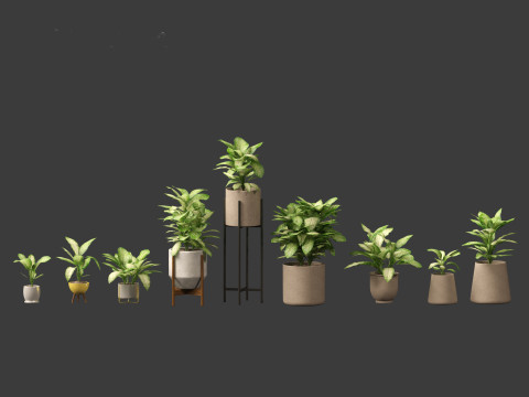 Dieffenbachia seguine - Dumb Cane 02 3D Model