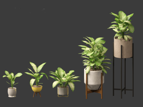 Dieffenbachia seguine - Dumb Cane 02 3D Model