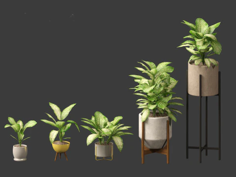 Dieffenbachia seguine - Dumb Cane 02 3D Model