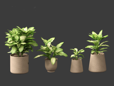 Dieffenbachia seguine - Dumb Cane 02 3D Model
