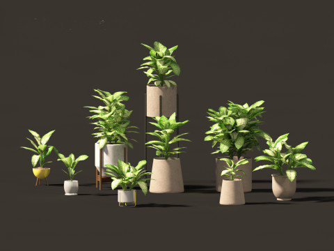 Dieffenbachia seguine - Dumb Cane 02 3D Model