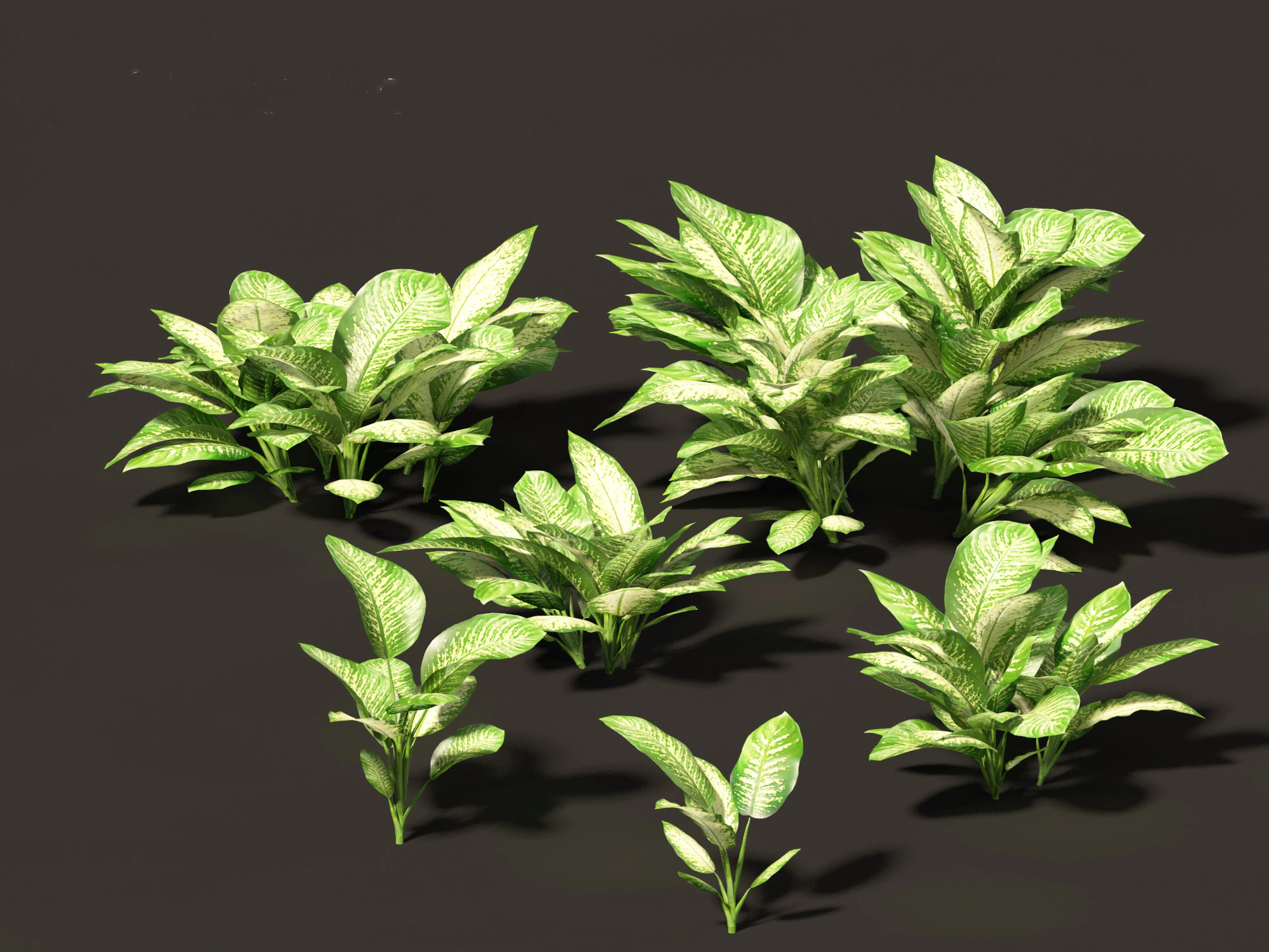 Dieffenbachia seguine - Dumb Cane 01 3D Model .c4d .max .obj .3ds .fbx .stl .blend 