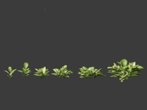 Dieffenbachia seguine - Dumb Cane 01 3D Model