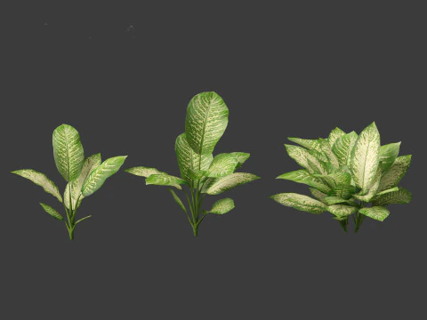 Dieffenbachia seguine - Dumb Cane 01 3D Model