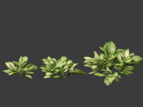Dieffenbachia seguine - Dumb Cane 01 3D-Modell