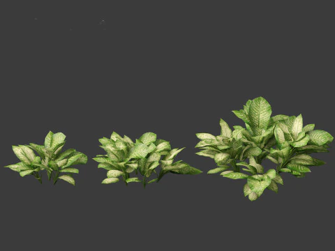 Dieffenbachia seguine - Dumb Cane 01 3D Model