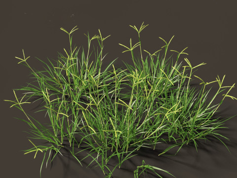Dactyloctenium aegyptium - Egyptian crowfoot grass Modelo 3D